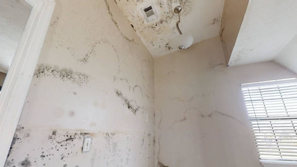 Best Commercial Mold Inspection  in Myrtle Beach, SC