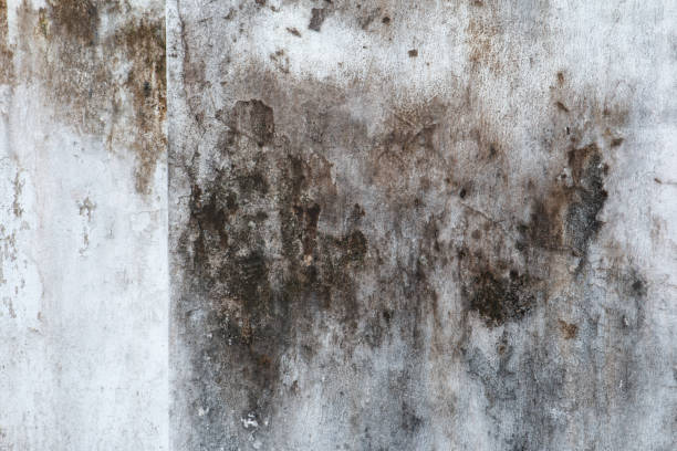 Best Forensic Mold Investigation  in Myrtle Beach, SC