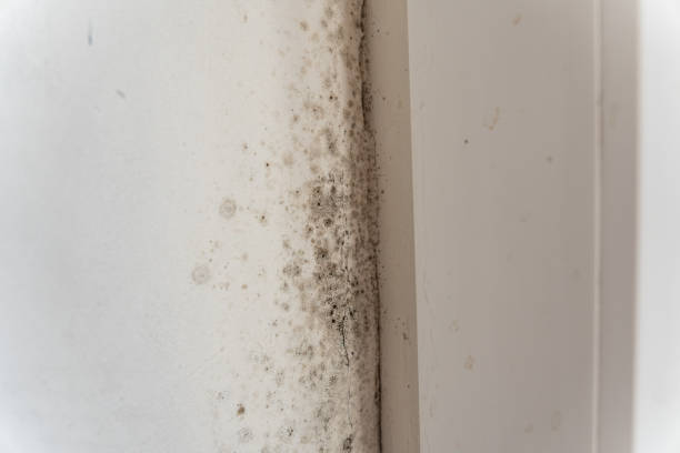 Best Black Mold Removal  in Myrtle Beach, SC